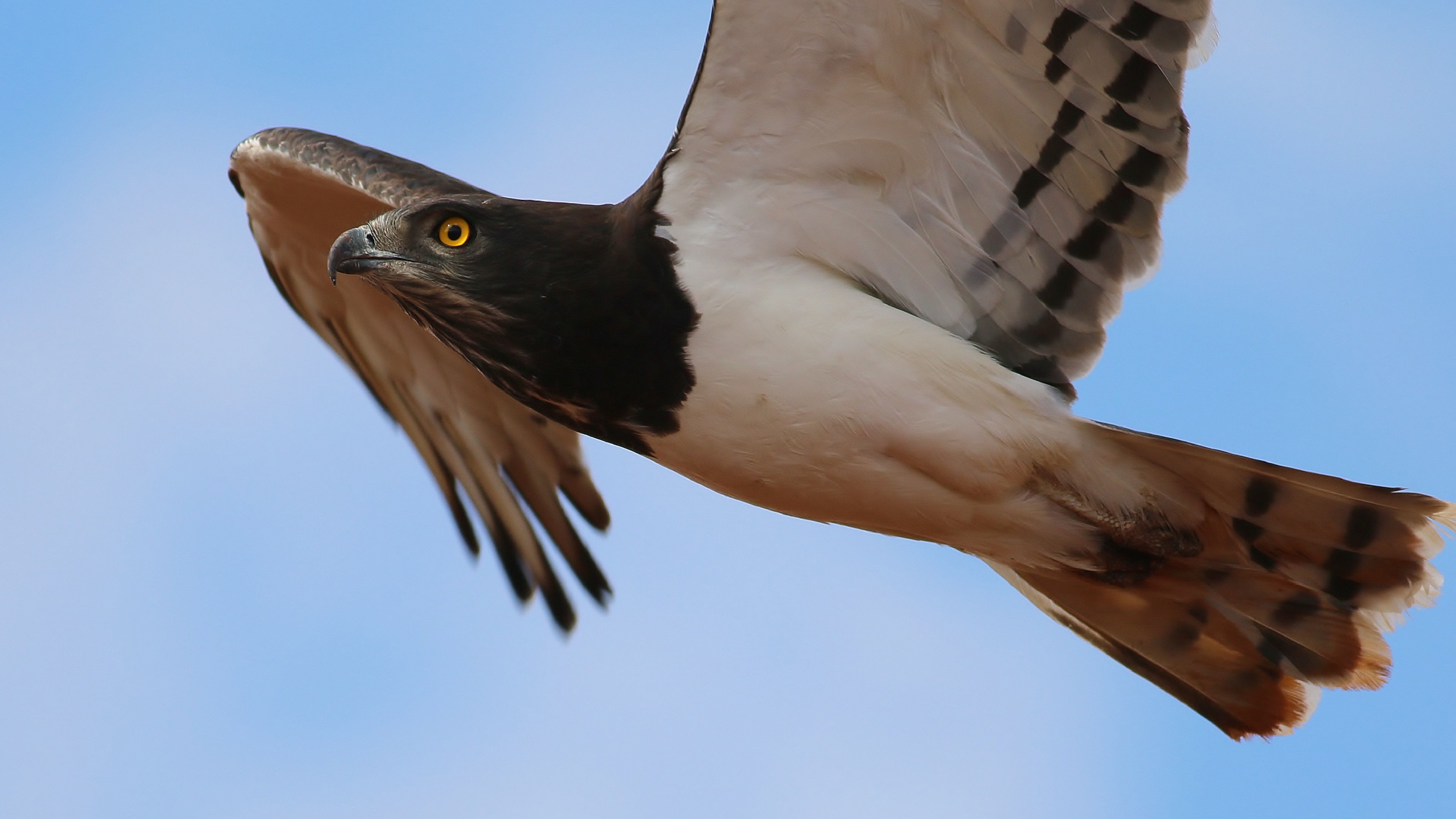 Black-chested Snake-Eagle